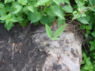 populus caspica
